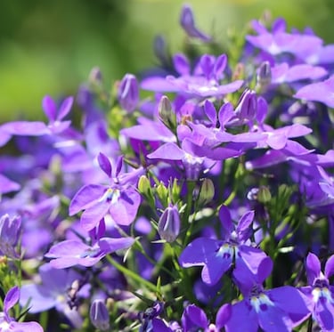 tiny purple August flowers called Lobelia