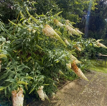 big Butterfly bushes with white flowers in a garden