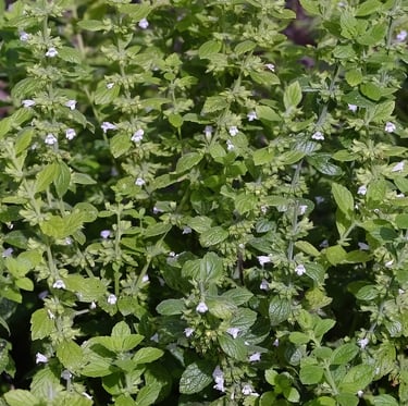 Lemon Balm plants with tiny white flowers