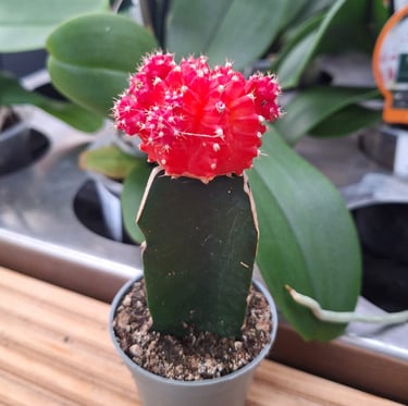 A Moon Cactus with a red top