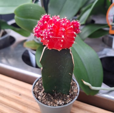 a small , red Moon Cactus