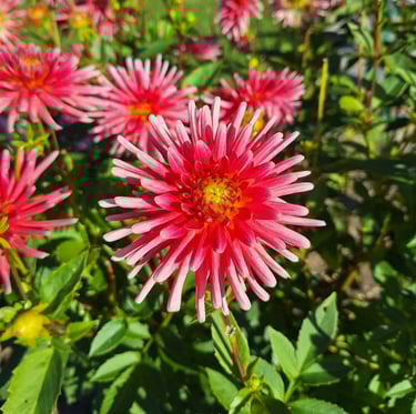 beautiful red-white Dahlia blooms on a bush