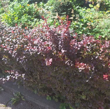 a red Barberry hedge with small thorns