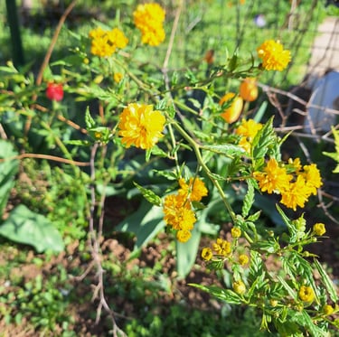 an ornamental bush with yellow flowers and green leaves