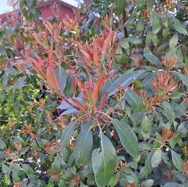 a tall Dwarf Nandina bush with red new growth