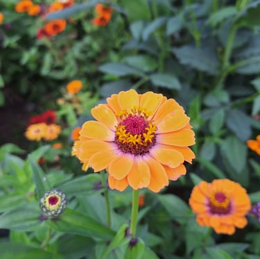 a big colorful flower with orange petals growing in a garden