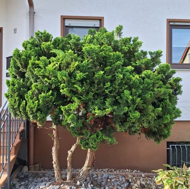 a green Dwarf Hinoki Cypress tree
