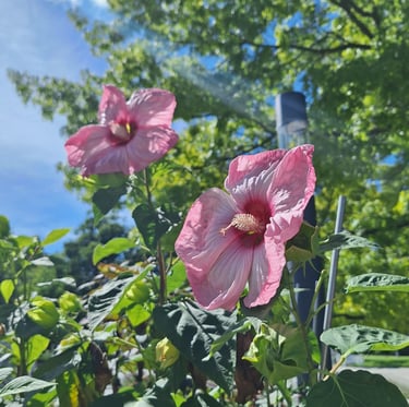 two large Hibiscus flowers on plant stems