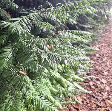 many green pine needles of the English Yew