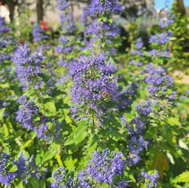 a slow growing Ceanothus with a leafy foliage and flowers
