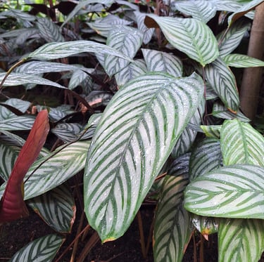 gorgeous green Caladium leaves with white lines on them