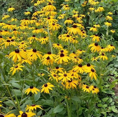 a bunch of Black-Eyed Susan flowers in August