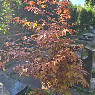 one small Japanese Marple with red leaves