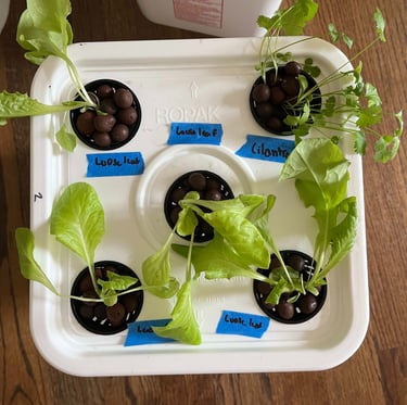 Lettuce and cilantro seedlings growing in a hydroponic grow bucket