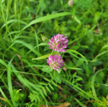 two green plants with flowers