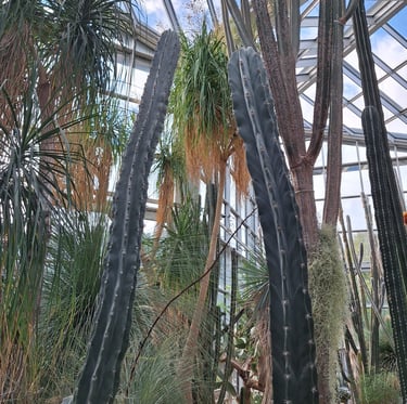 Gray Gost Oragan Pipe cacti standing in a cactus glashouse