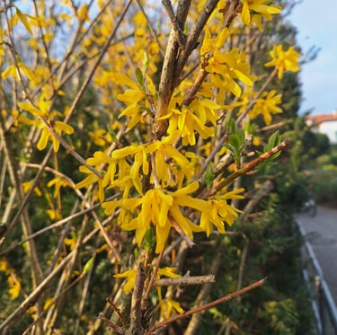 multiple Forsyhia bush wit yellow blooms