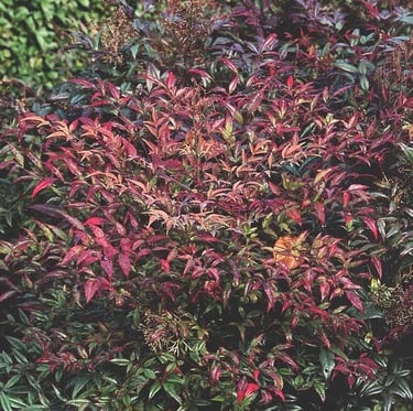 a Nandina Plum Passion plant with dark leaves