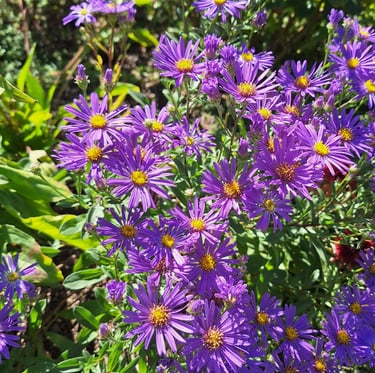 purple September flowers called Aster