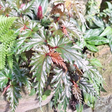a leafy garden plant thriving in humid condition