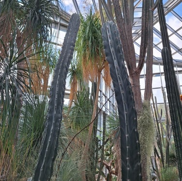 a tall cactus plant in a greenhouse at daytime