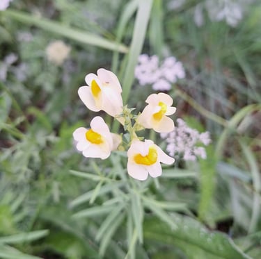 four Chinese blooms named Butter and Eggs
