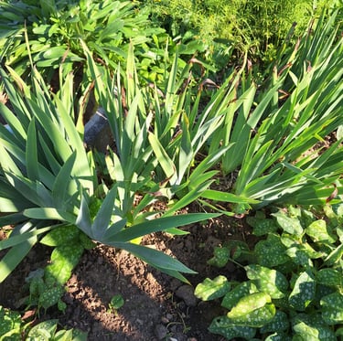 multiple low growing evergreen Yucca shrubs
