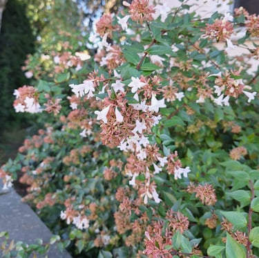 bushy plants with tiny white fowers