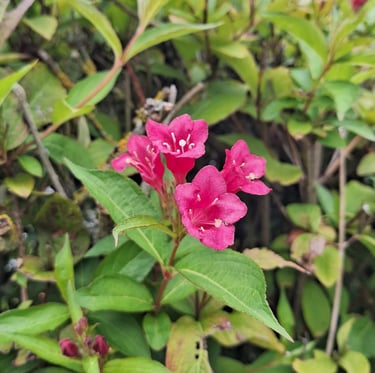 four bell shaped pink flowers on a bush