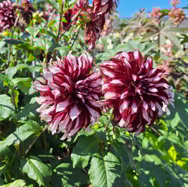 two Chinese Garden Dahlias blooming on a bush