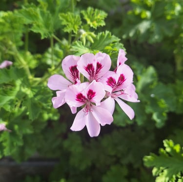 a blooming Geranium annual plant in full sun