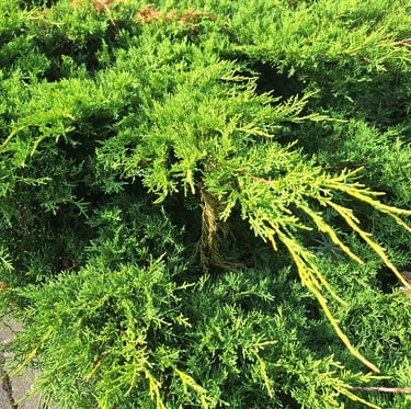 a green low maintenance shrub called Juniper