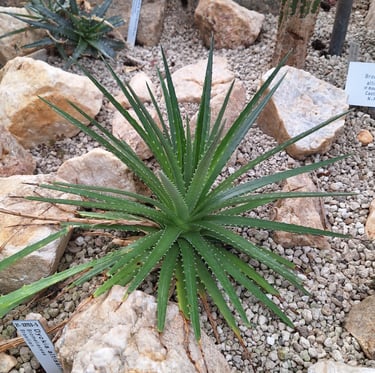 a green cactus succulent