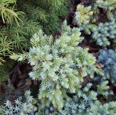 one cypress shrub with a blue-white colored foliage