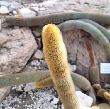 a long cactus with yellow spines called Golden Torch
