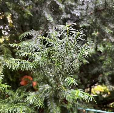 high reaching and dark green English Yew plants