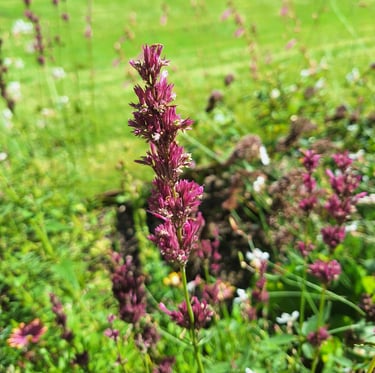 one lavender stem with pink flowers