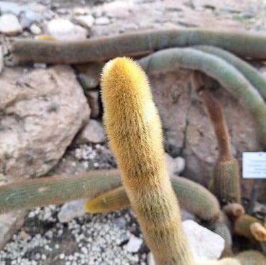 a long cactus with yellow spines called Golden Torch