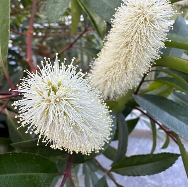 a shade bush rapidly growing called Dwarf Fothergilla