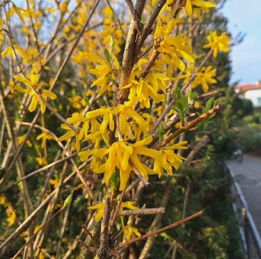 a yellow flowering Forsythia shrub