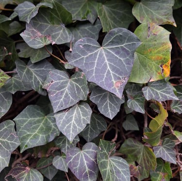 climbing English Ivy plants in almost full shade