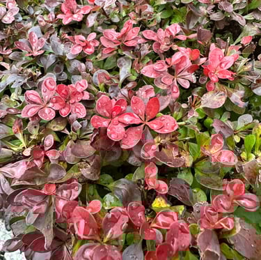 multiple red Barberry leaves