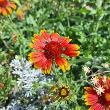 one red Gaillardia flower in a dry full sun garden