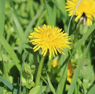 a small Dandelion weed with a yellow flower