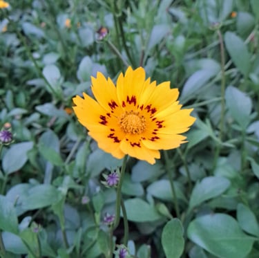 one yellow Coreopsis flower growing in zone 6