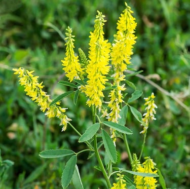 multiple Yellow Sweet Clovers in a meadow