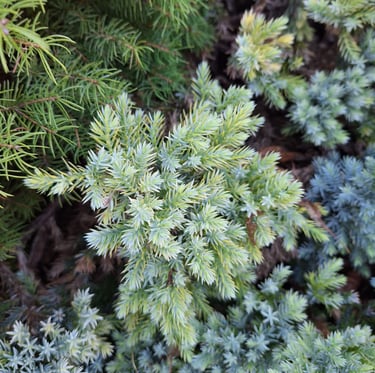 a well growing plant that isn't damaged by deer