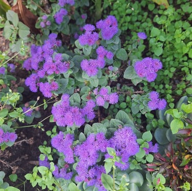Ageratum rabbit resistant annuals with purple flowers