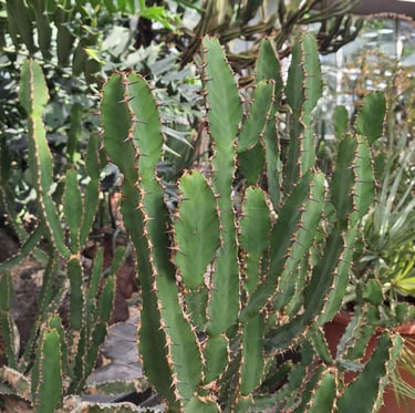 bright green Candelabra Cactus plants