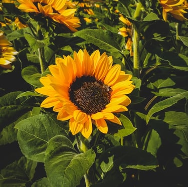 a tall Sunflower plant with yellow petals
